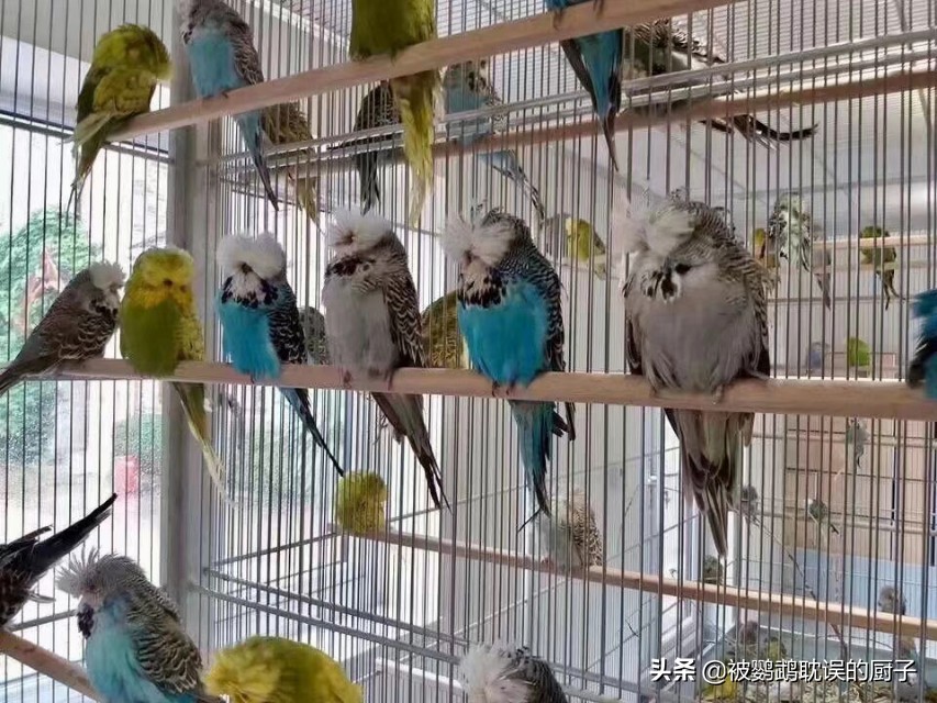 新手铲屎官第1次养猫,新手铲屎官适合什么猫