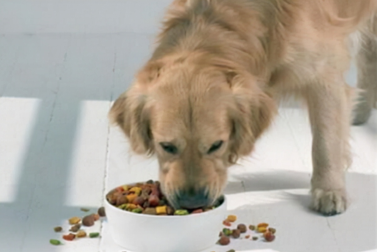 选对宠粮增强宠物免疫力,怎么给宠物选狗粮