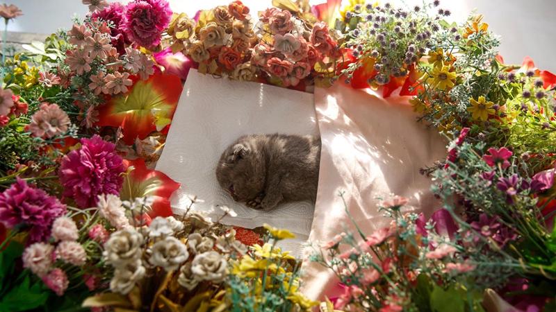 为去世的宠物进行殡葬仪式，是否真的有意义？宠物也需要尊严