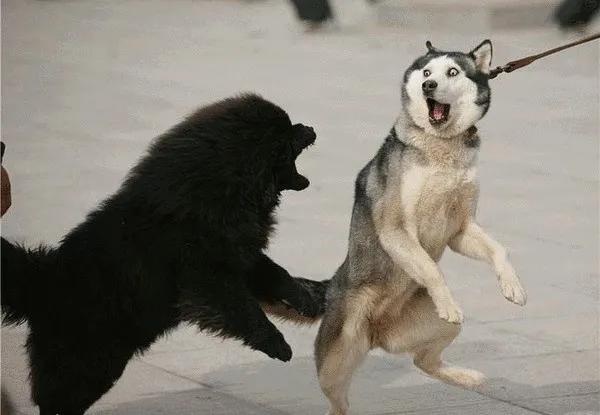 狗狗抗拒拉绳怎么办,如何训练狗狗戴牵引带