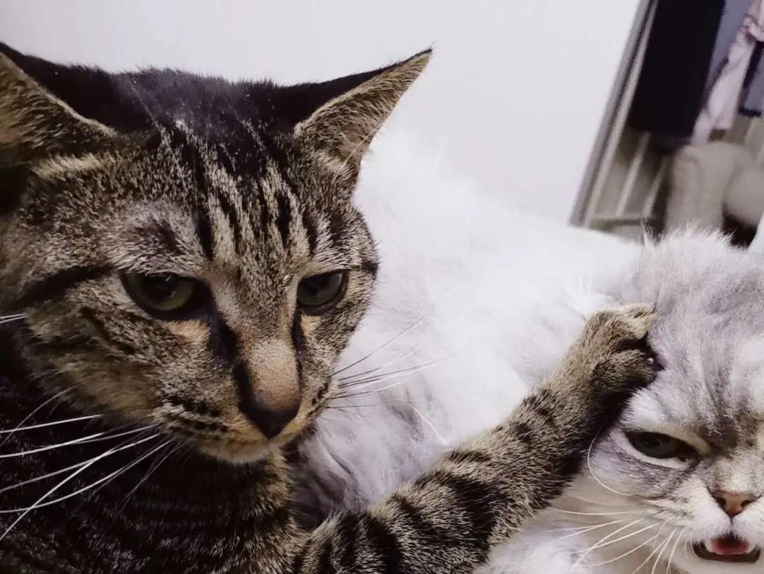 跟着我们猫狗大联盟，你会有喵的！黄阿姨猫咪领养专场