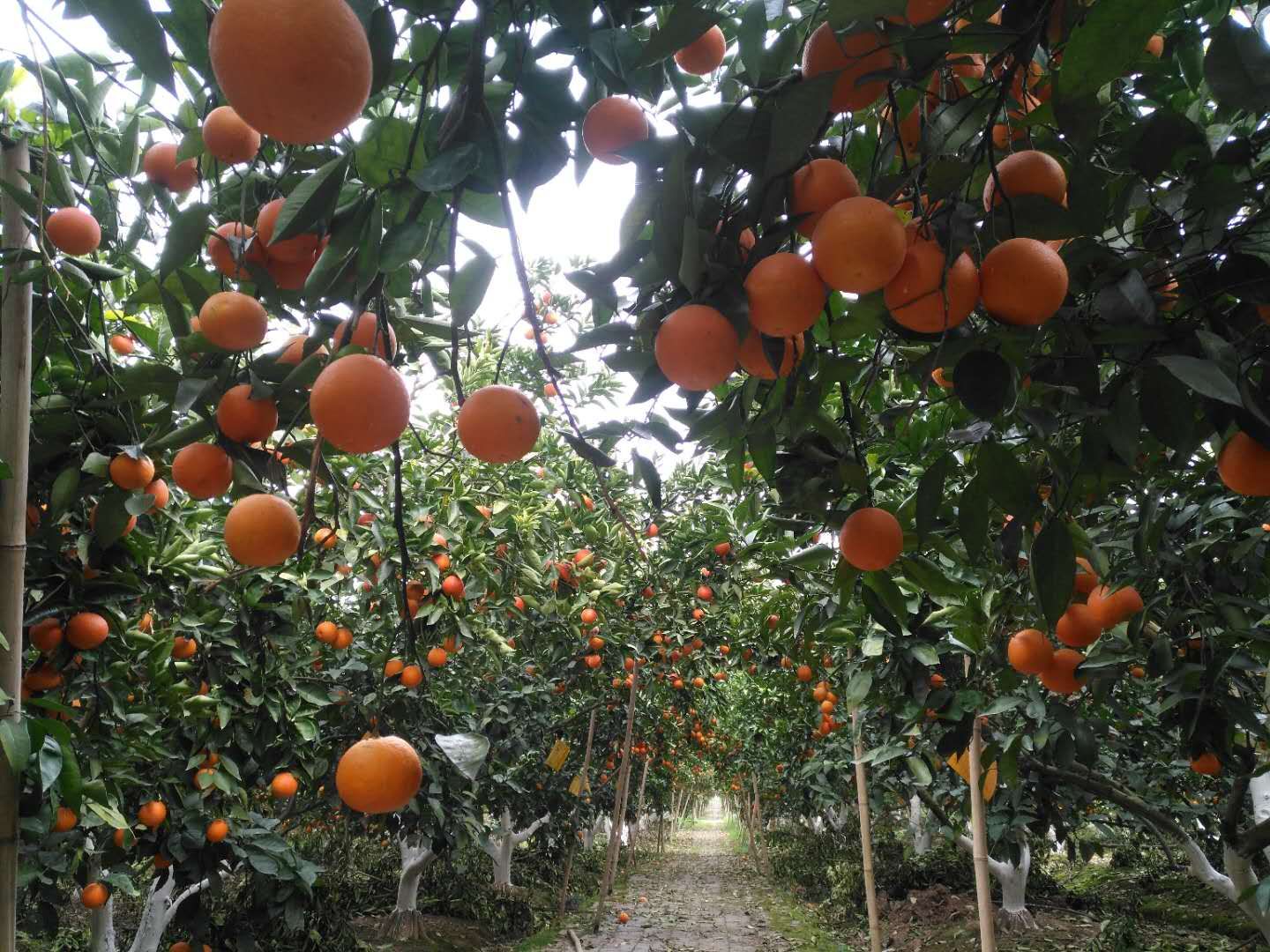 酷似酱油不是酱油,虽然古老但杀虫灭菌都不落后,替都替不了