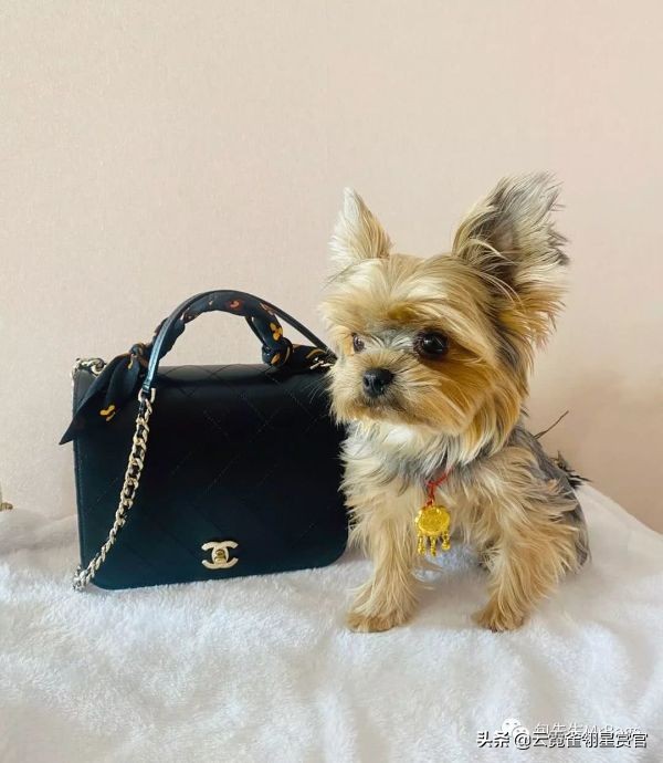 非常好看的宠物包,大家的包都带什么玩偶