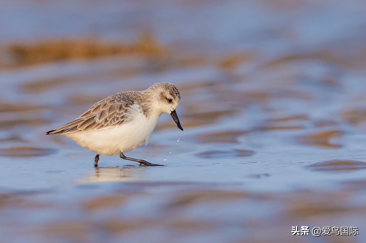 勺嘴鹬自带饭勺的小萌物,自带饭勺的勺嘴鹬