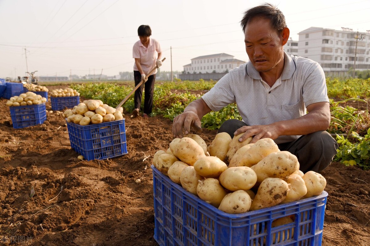 库存开始发芽，新品又陆续上市，价格低至两毛，村民：为啥连年赔