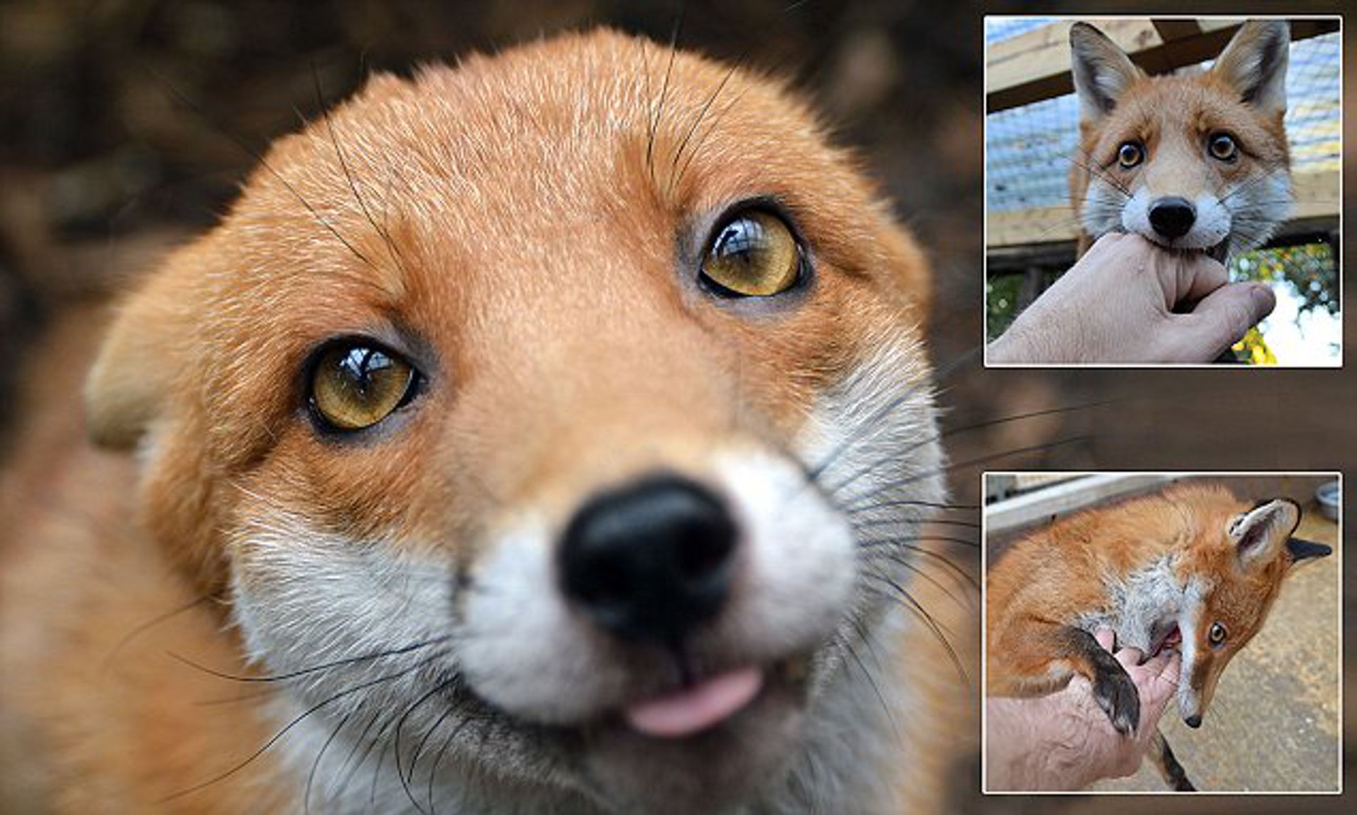 俄罗斯科学家养狐狸,俄罗斯科学家驯化银狐