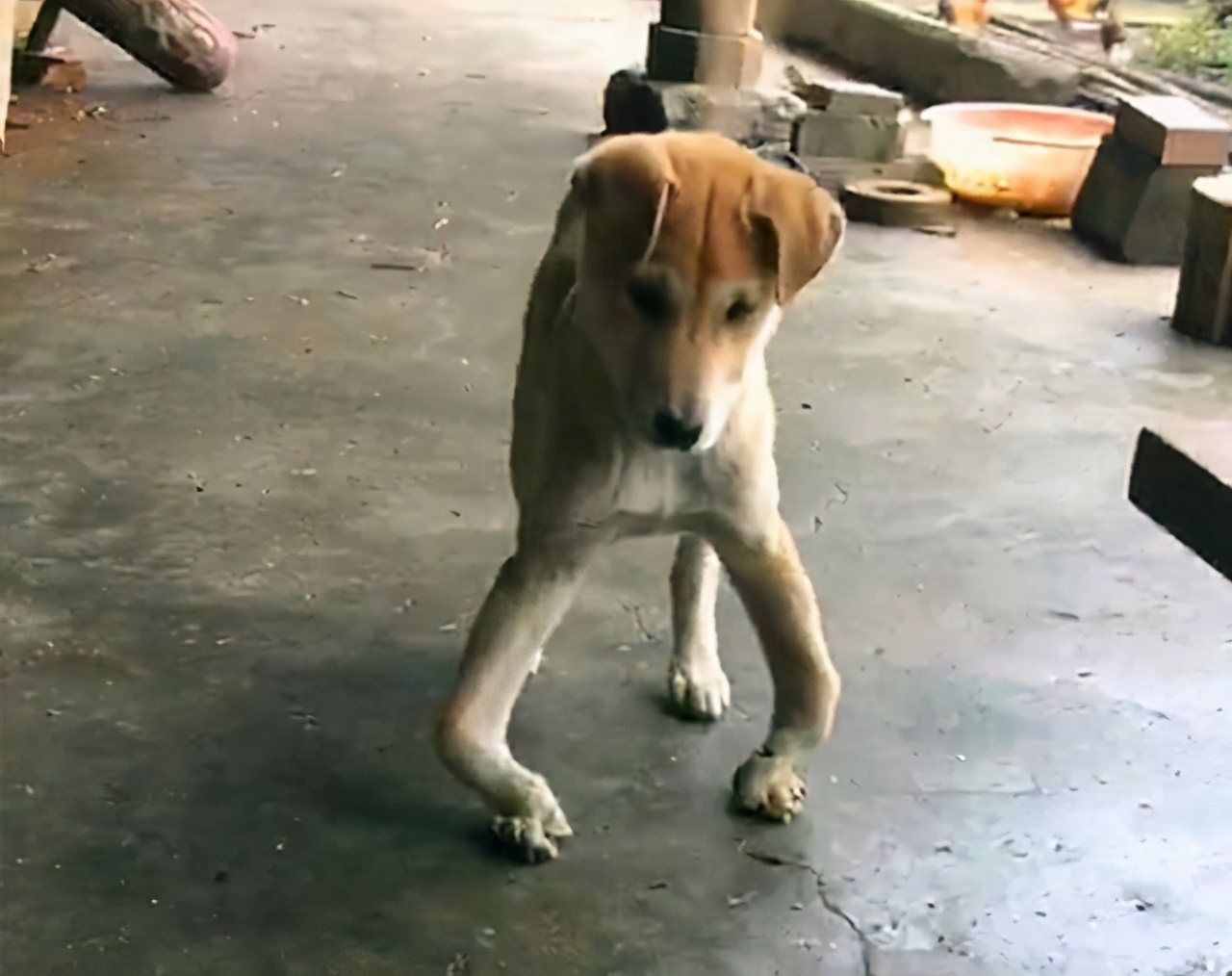 老年狗狗突然后腿站不起来还发抖,狗狗突然站不起来了发抖怎么回事