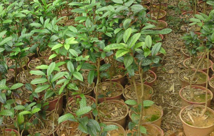 金花茶适合什么地方生长,野生金花茶与种植金花茶区别