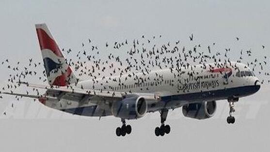 埃航客机坠毁8名中国乘客遇难,埃航空难事件