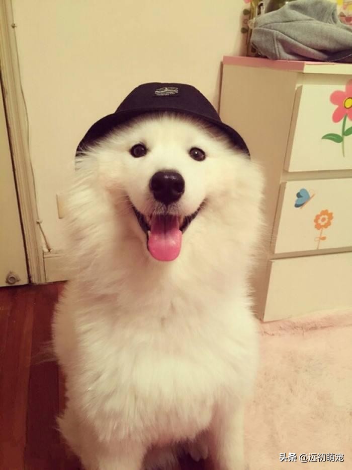 做绝育给母狗带来的好处