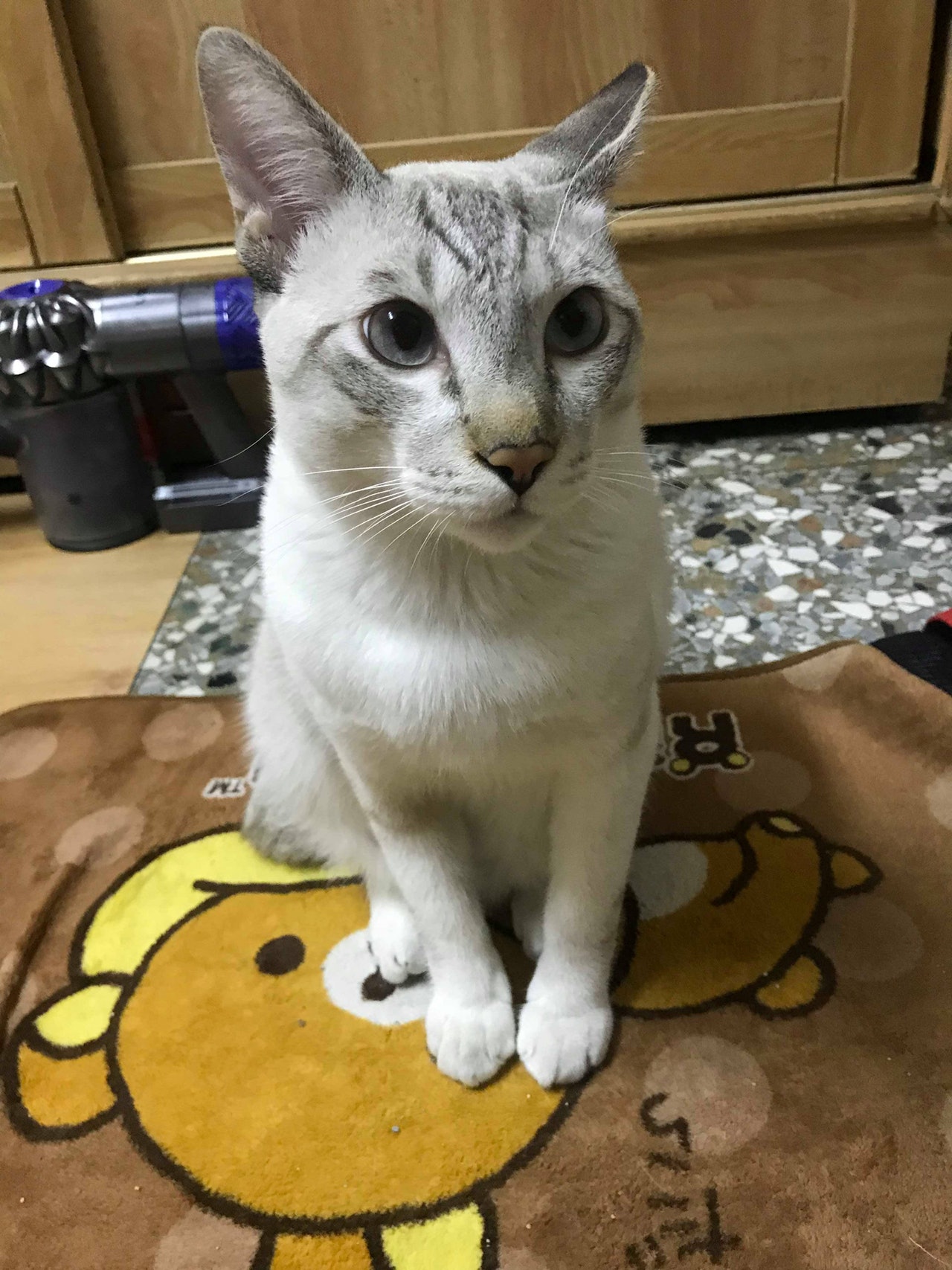 猫咪大报复!睡懒觉忘了喂猫被推倒的行李箱砸到轻微脑震荡