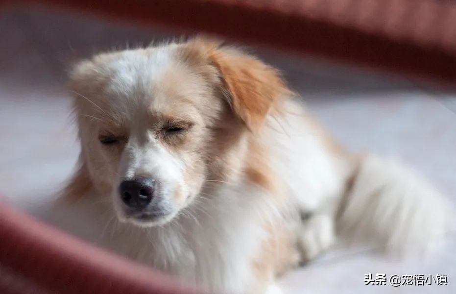 网上买狗狗有芯片能造假吗,网上高价买狗狗靠谱吗