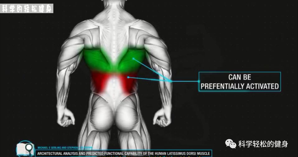 背部肌肉训练计划虐出完美的背肌,背部各个肌肉位置锻炼方法