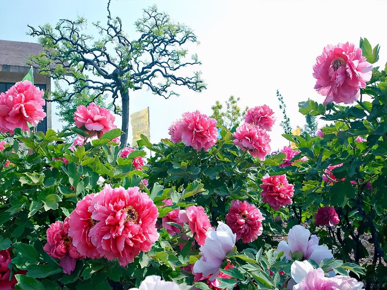 河南人要自信是什么梗,河南人要自强