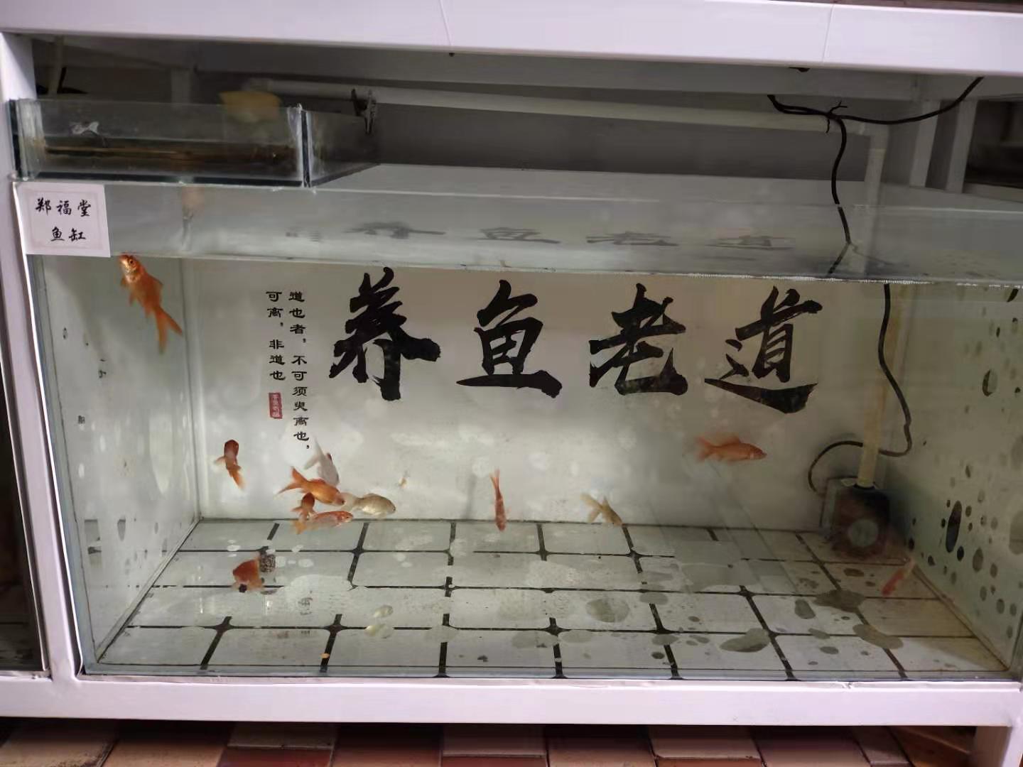 12条小小的饲料鱼,生活在80厘米的鱼缸里,为什么还会缺氧?