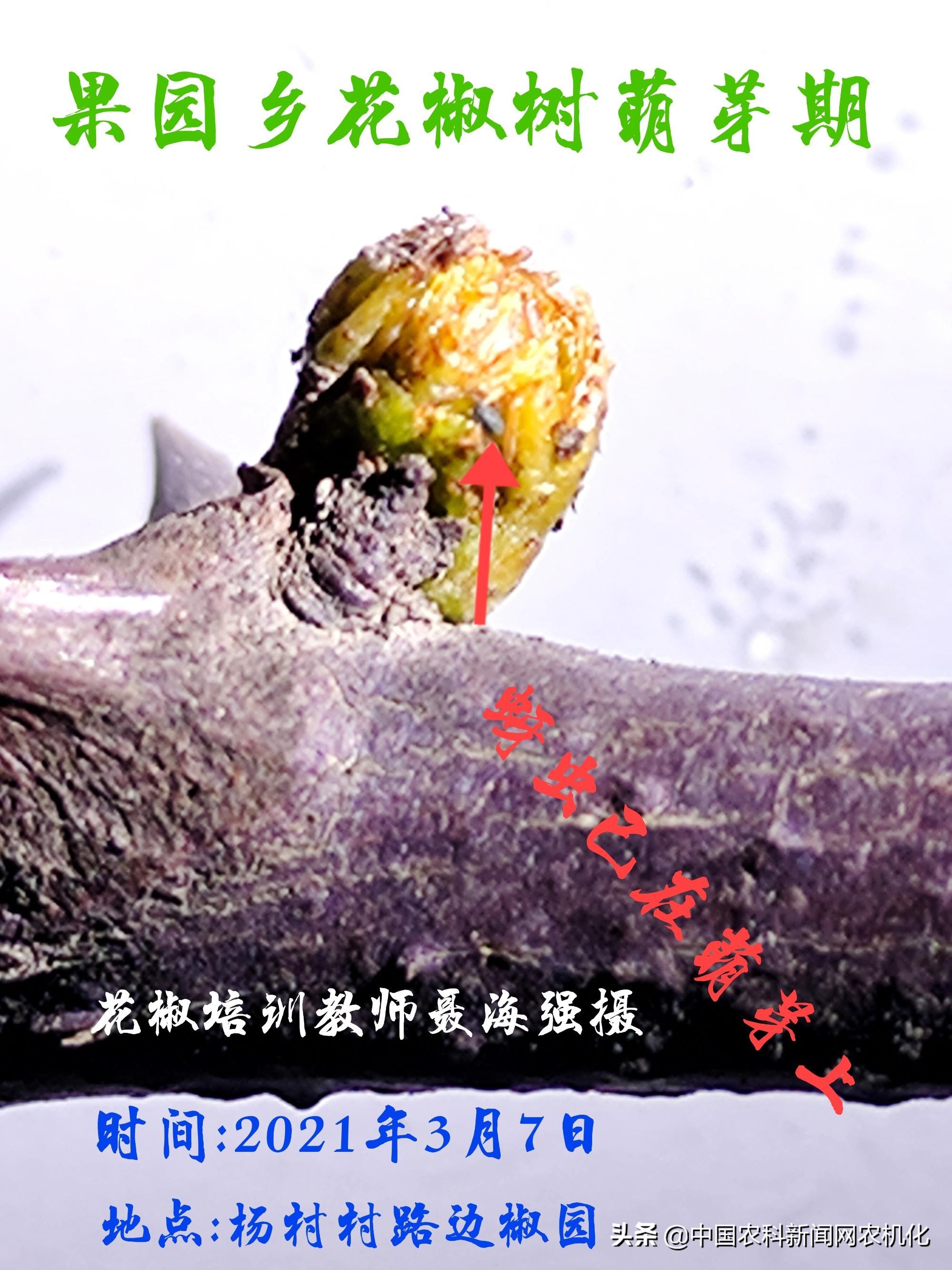 花椒蚜虫怎么治效果最好配方,氯氟啶虫脒可用于花椒防治蚜虫吗