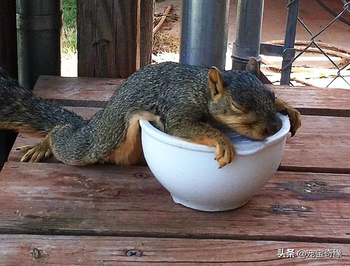 猫是液体动物还是软体动物,猫是液体做的动物