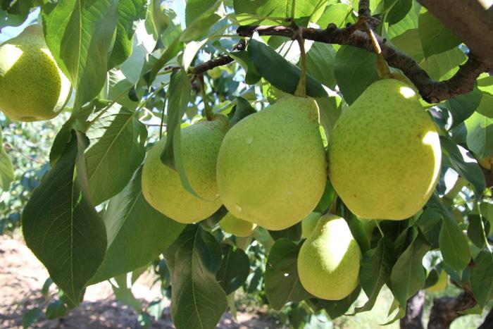 沧州特产排行榜前十名,沧州必买的十大特产