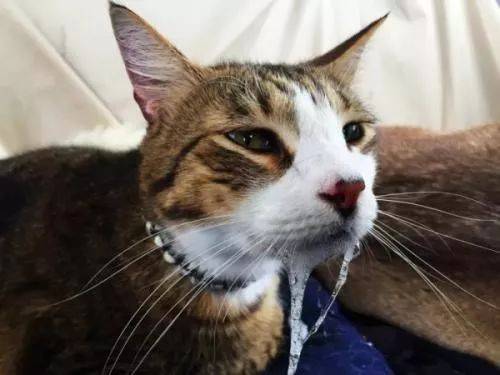 小猫应激吐白沫怎么办,小猫口吐白沫会死了吗