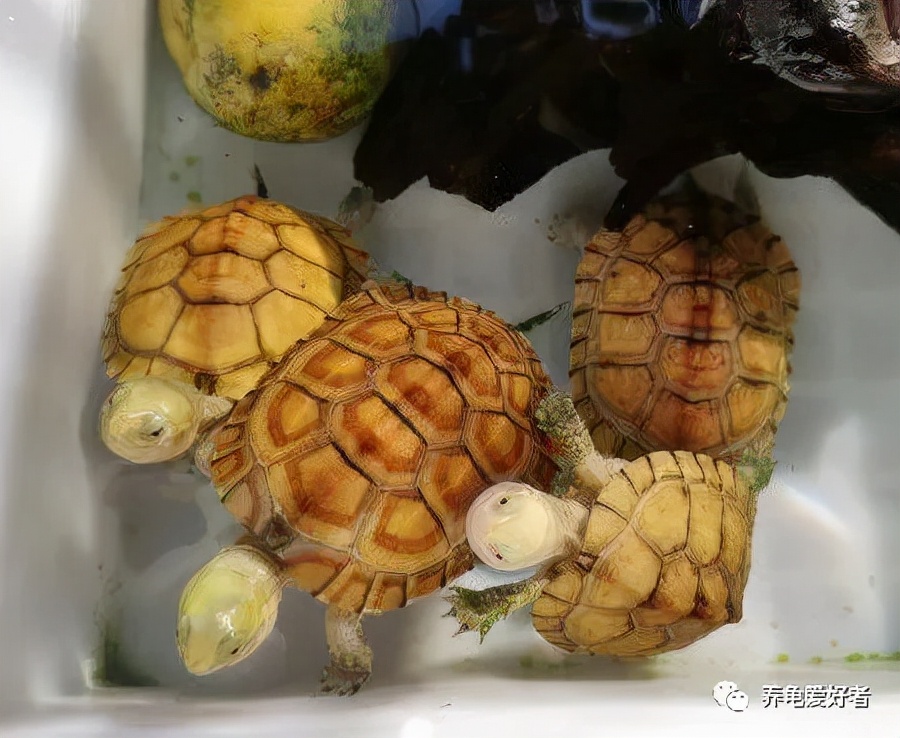 乌龟吃东西为什么吞吞吐吐,乌龟吃食正常但老是张嘴