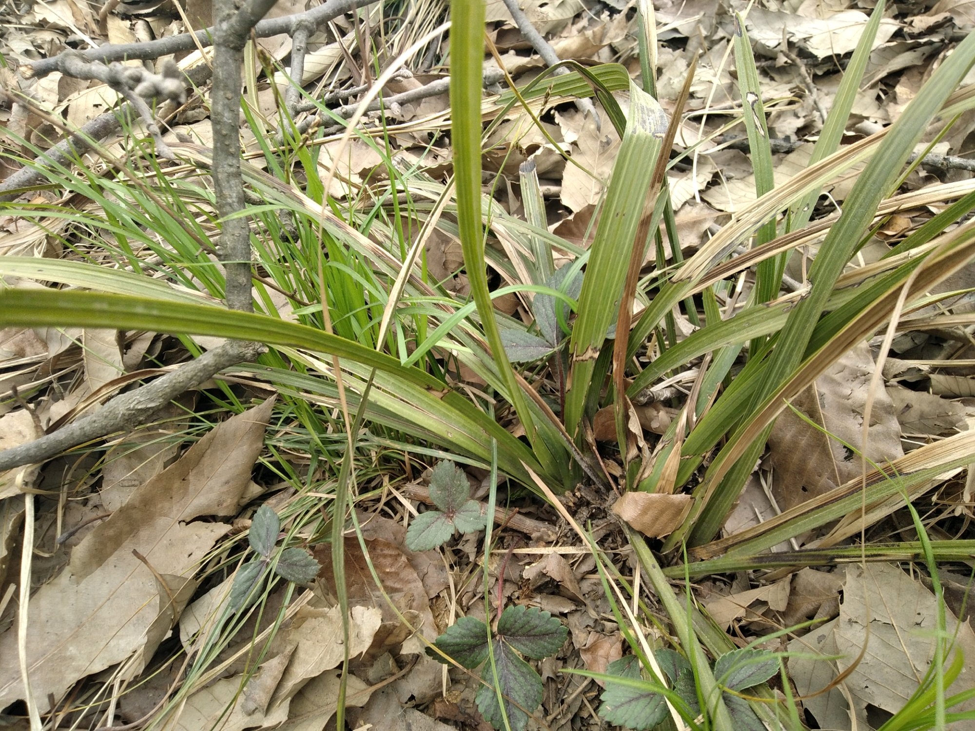 兰花缺水基本干死完了还能救活吗,兰花3个星期没浇水会不会干死