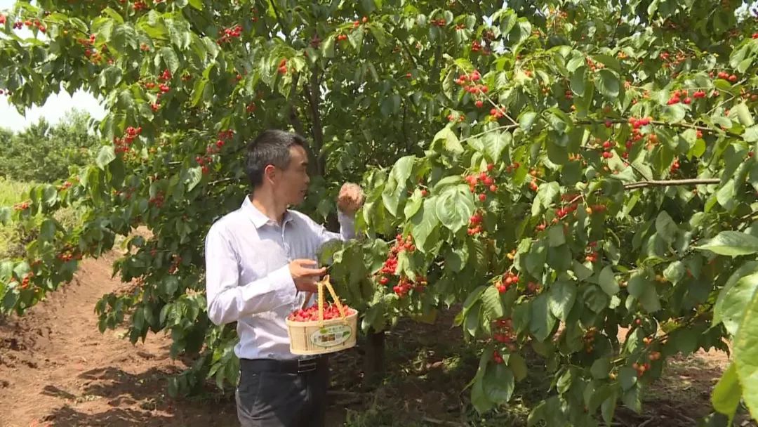 种植樱桃带动群众致富业绩介绍,下岗工人创业2元糖葫芦年赚2千万