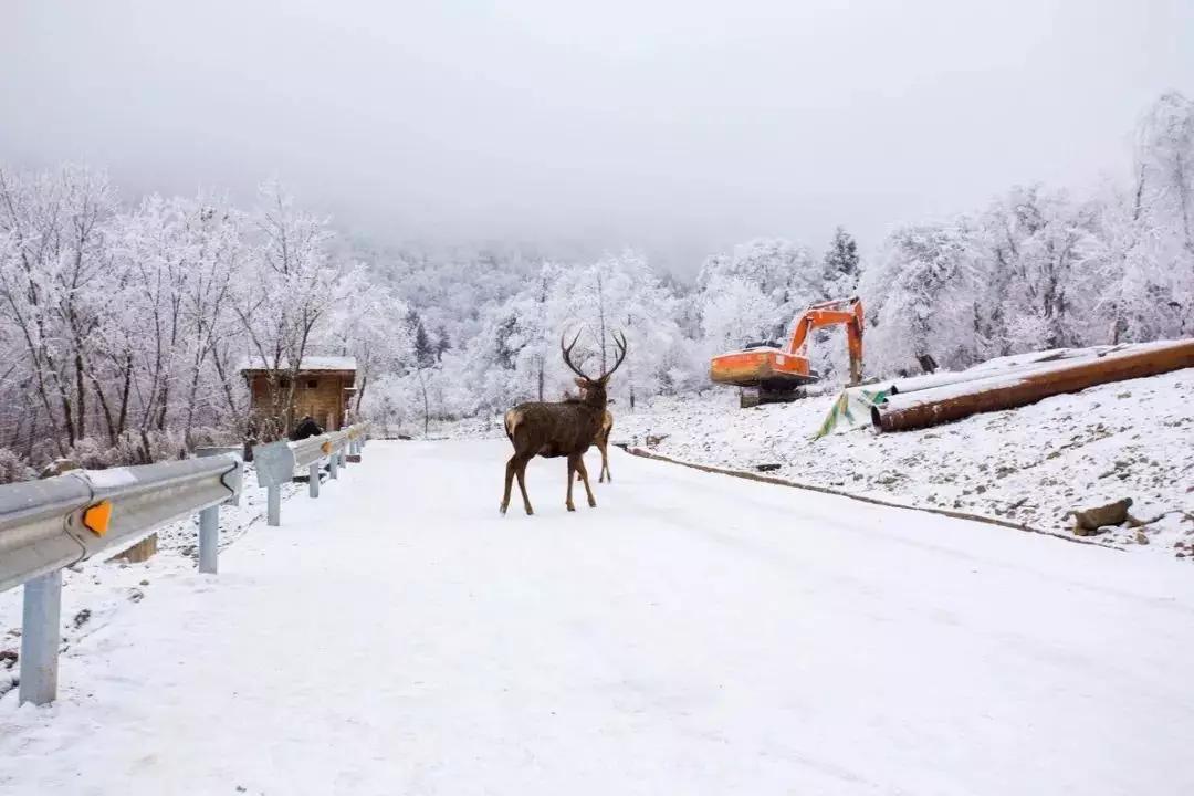 循着雪的方向，喇叭河颜值不输北欧，耍法多到让人尖叫