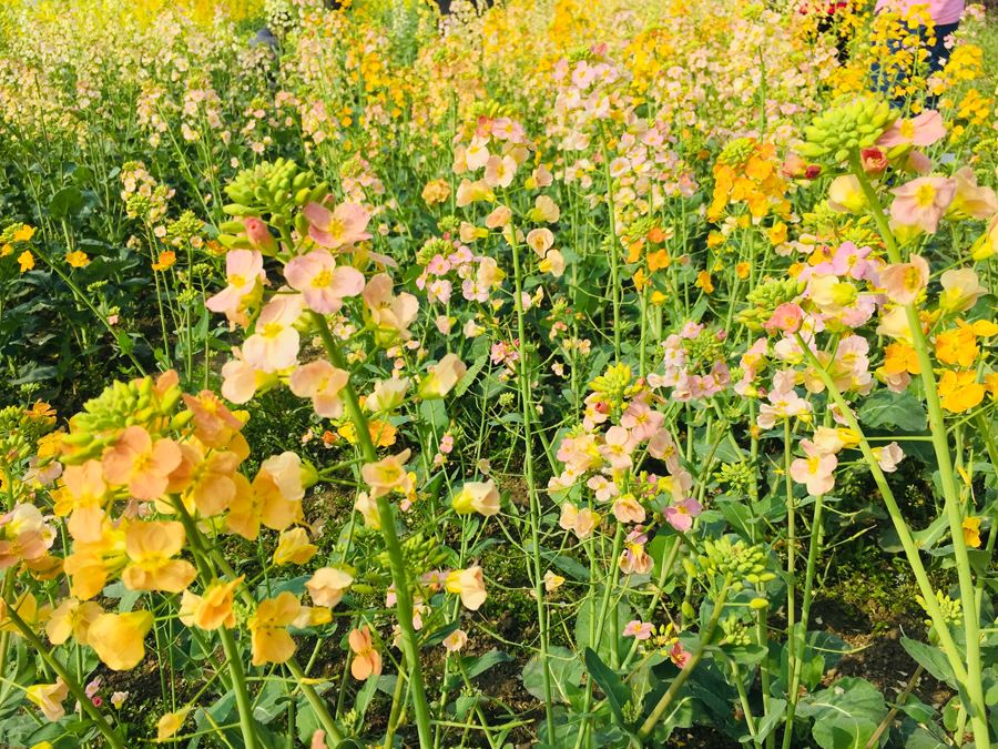 赚钱新项目1-2万块,有没有最好的农业种植项目