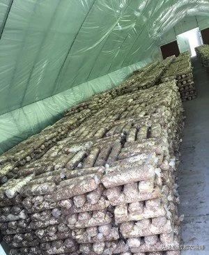 种植香菇大棚一亩投资多少钱,香菇的种植和管理技术