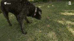 动物中性冲动最强是哪个？澳洲入侵毒蟾泛滥15亿只，人类被逼认输