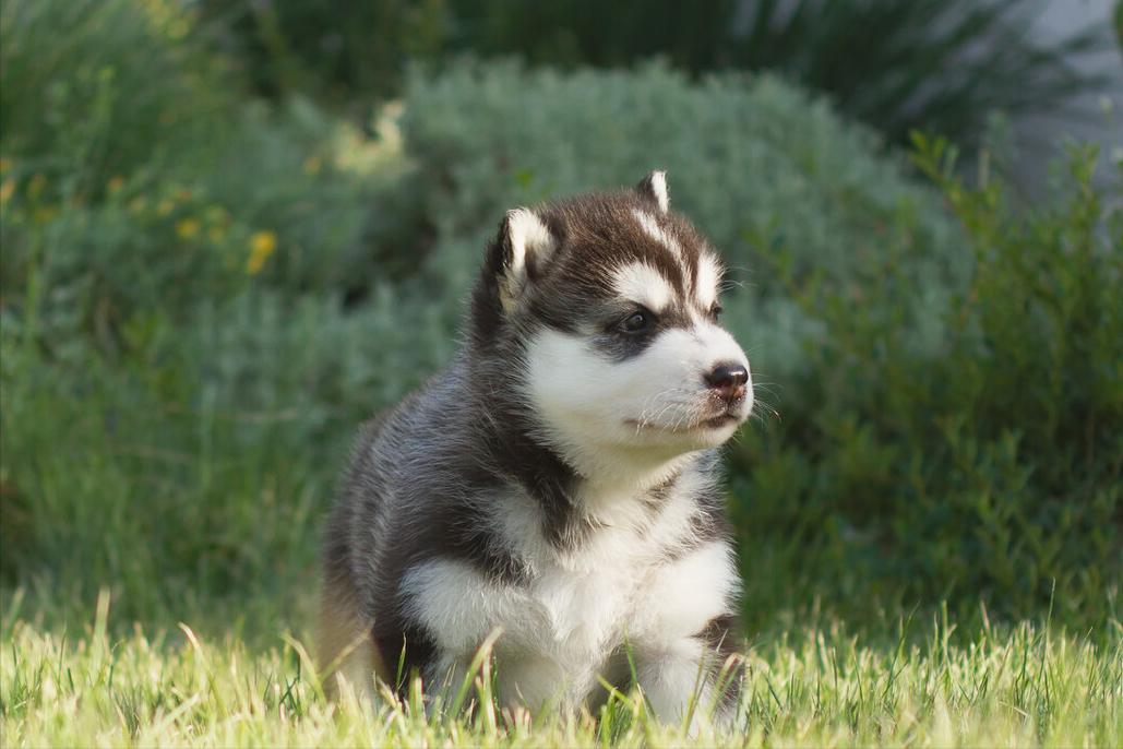 哈士奇拉稀是什么症状,哈士奇呕吐怎么处理