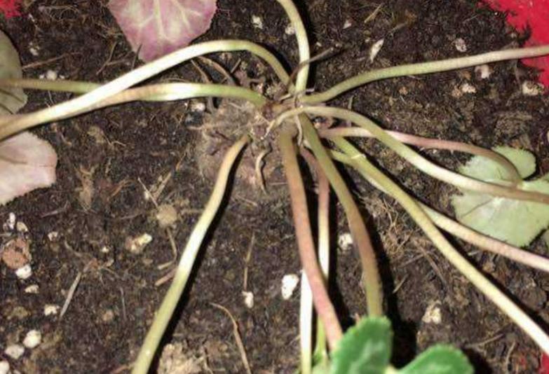 夏天养仙客来怎么养,半年苗仙客来休眠怎么养护