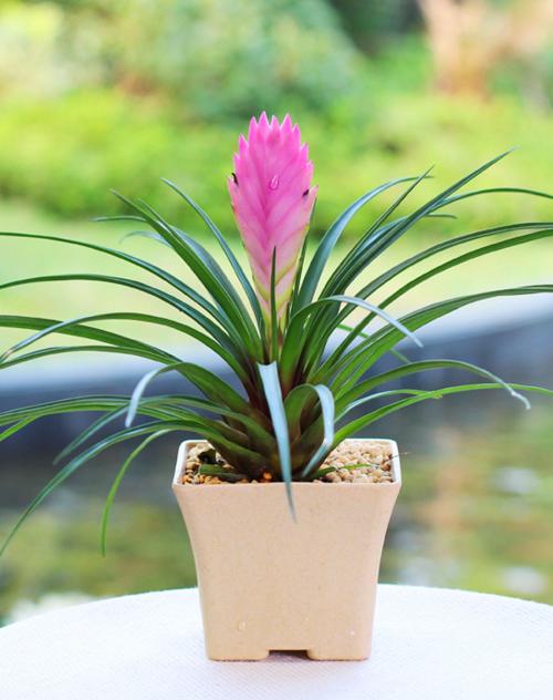 像孔雀尾巴一样的鸟,像孔雀花一样的植物