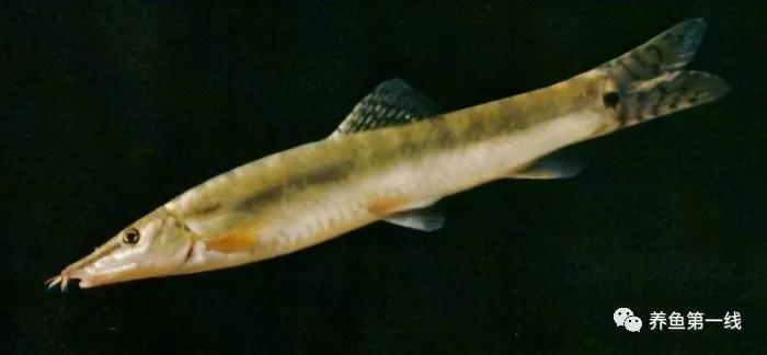 十种常见的水生动物,鳅科动物图片