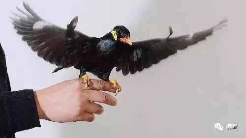 鹩哥怎么训练视频教程,训练鹩哥