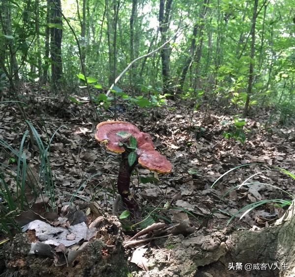灵芝神草中华瑰宝,中华瑰宝灵芝价格