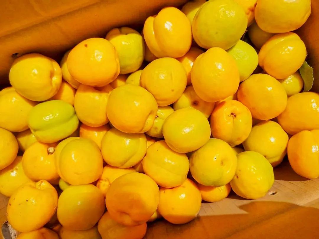 敦煌李广杏子熟了,敦煌李广杏甜度