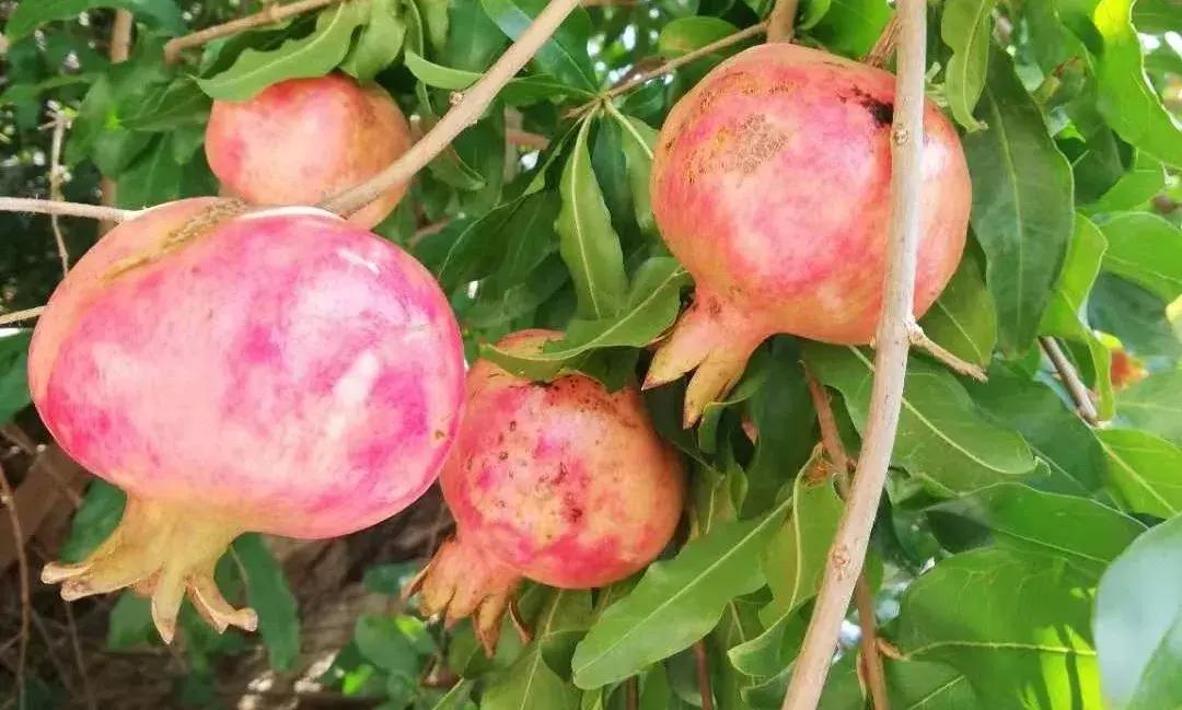 山东7月份有哪些水果可以采摘,山东10月份有什么水果可以采摘