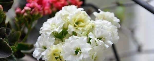 长寿花扦插后怎样浇水,长寿花浇水方法小视频