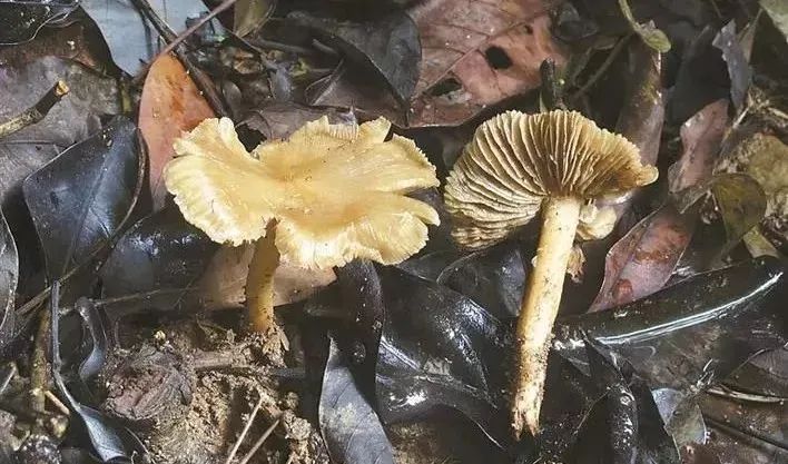 又有3人转入深圳市三医院，元凶却不是“新冠”！