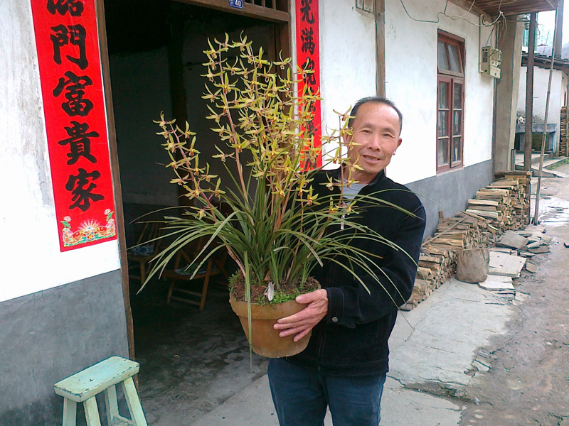 蕙兰怎么养出花苞,蕙兰长花苞怎样养护