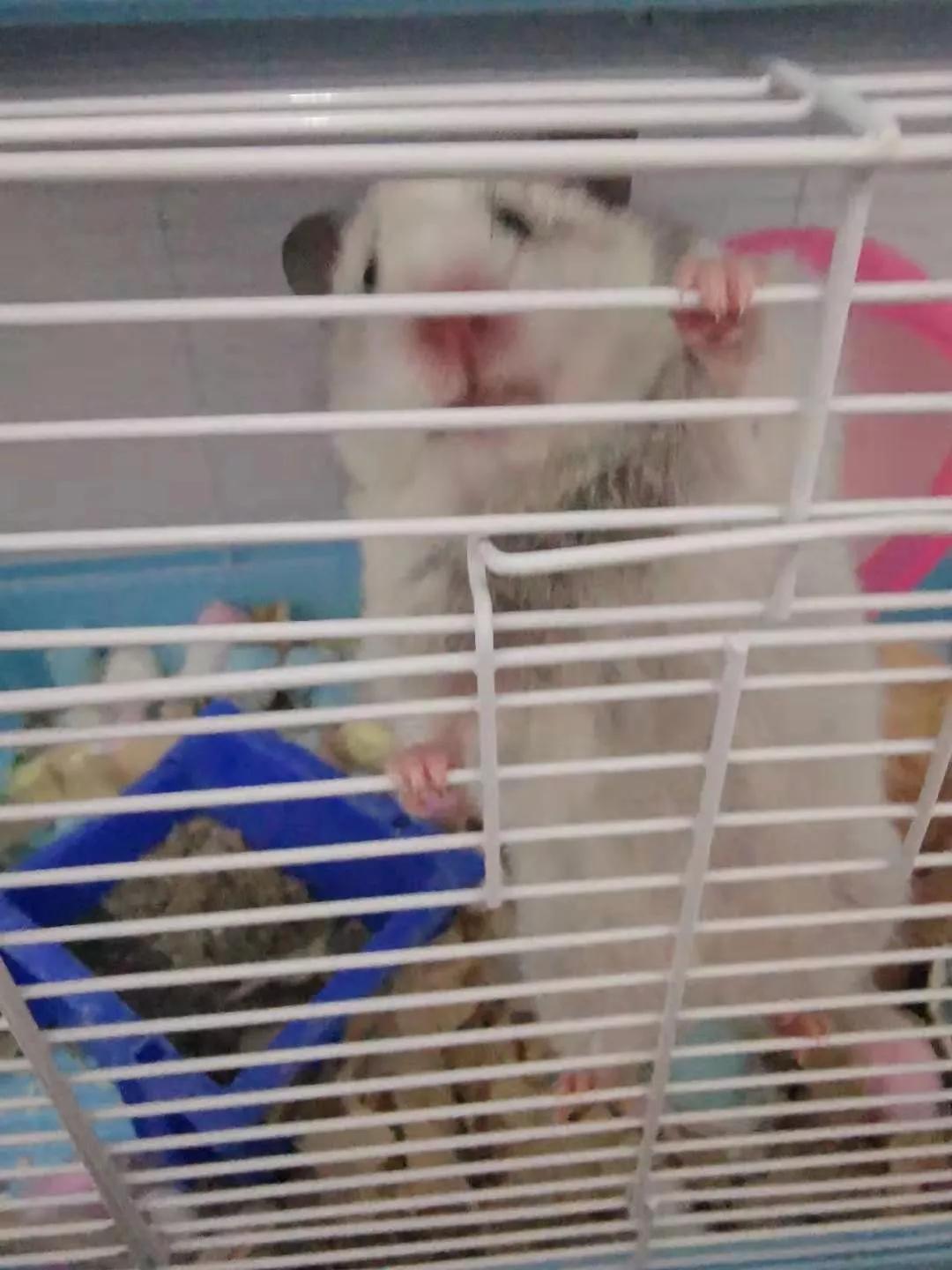 马上过新年，淘宝“鼠保姆”：春节期间寄养不涨价，床位1元/天