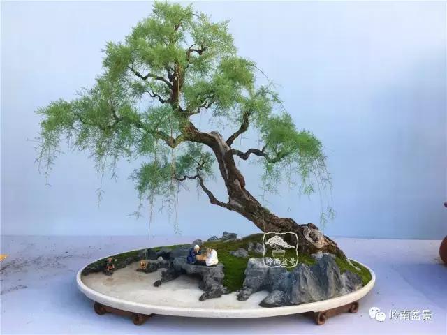 临水式金弹子盆景图片大全欣赏,看盆景展里赏心悦目的盆景