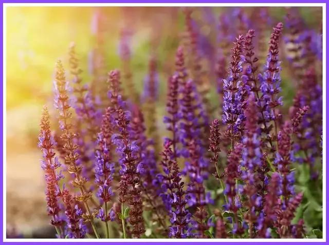 魔都四月赏花,魔都春季赏花好地方