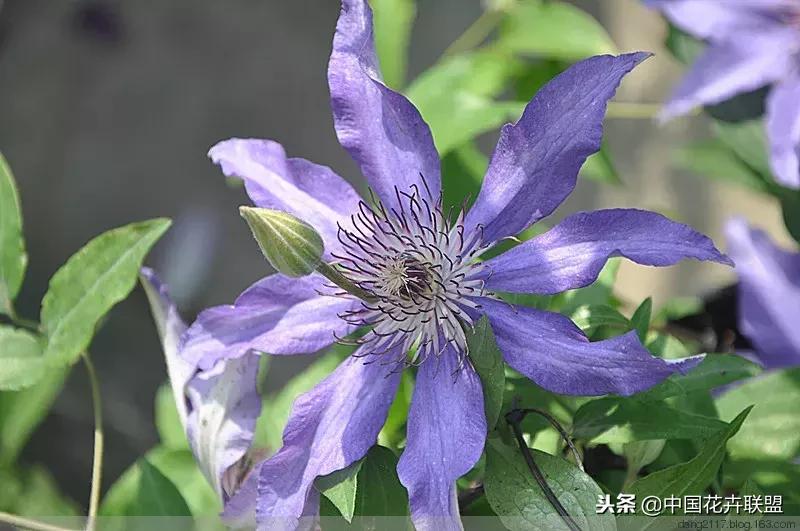 100种鲜花的花语樱花,100种不同花的花语