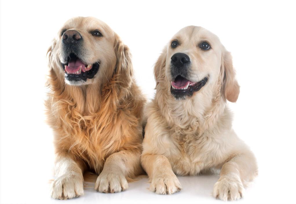 拉布拉多和金毛哪种狗好养,拉布拉多和金毛该怎么选