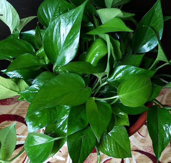 想让绿萝爬上墙这些小技巧需掌握,绿萝快速爬墙的技巧