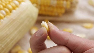 来自东北黑土地的甜糯玉米,云南水果玉米新鲜香甜多汁