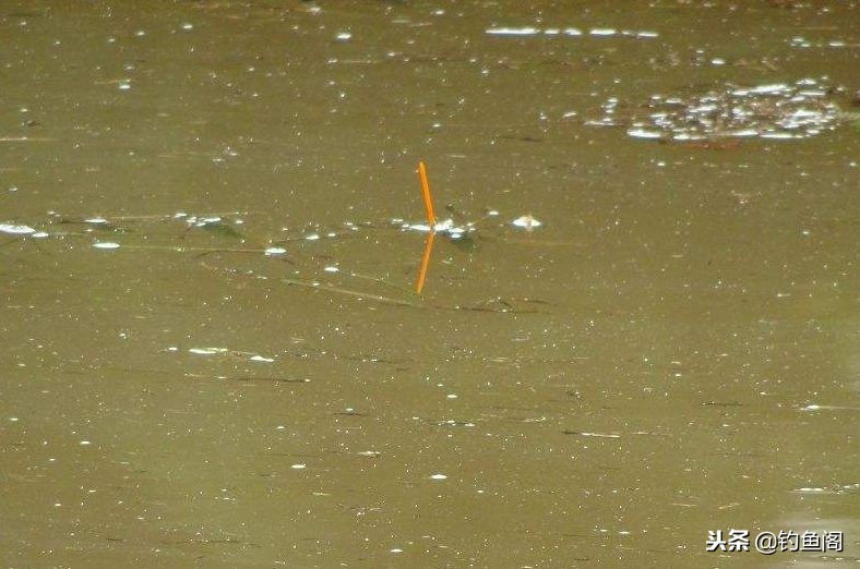 鱼竿越看越不知道怎么选,新鱼竿怎样调节浮漂