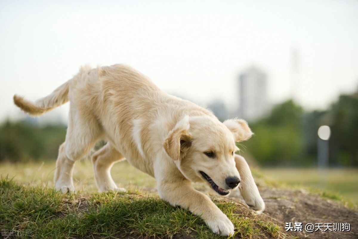 狗狗刚到家该如何驯养,狗狗刚到家怎么照顾